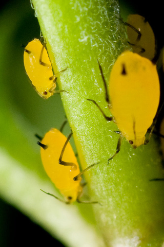 Illustration for article titled Emory Aphids